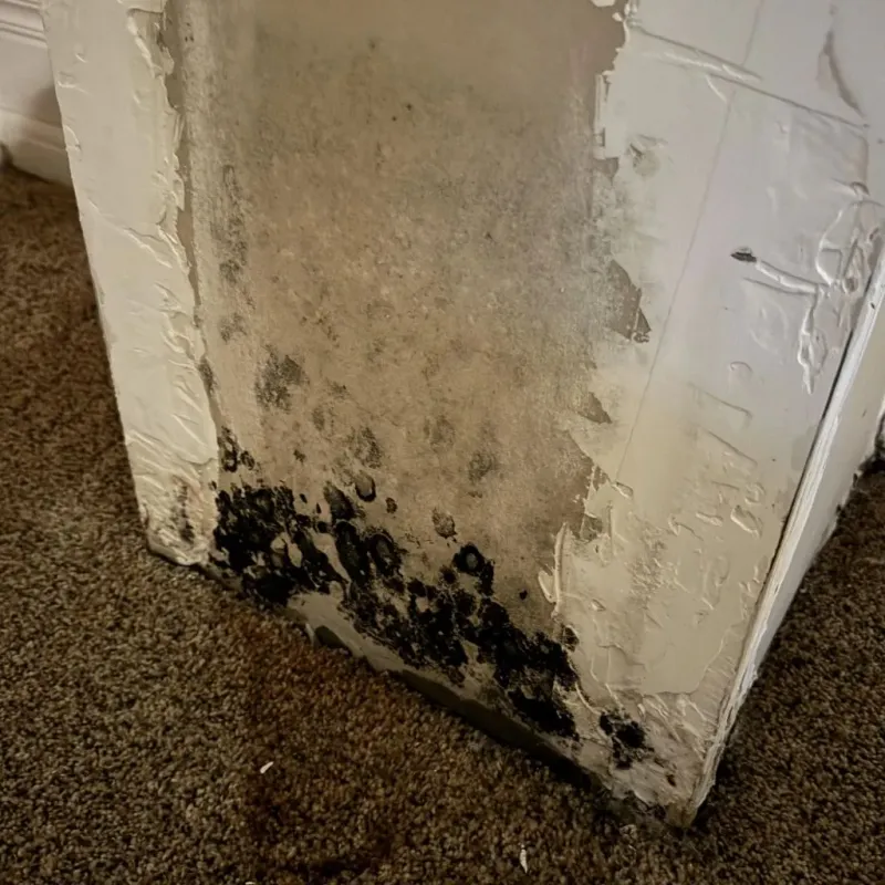 Professional Mold Removal in Independence, VA